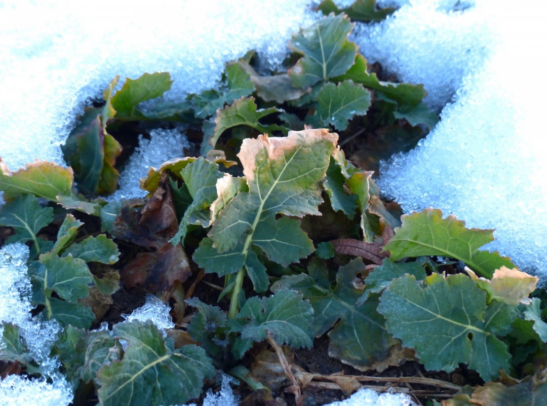 How To Get Your Vegetable Garden Ready for Winter iScape